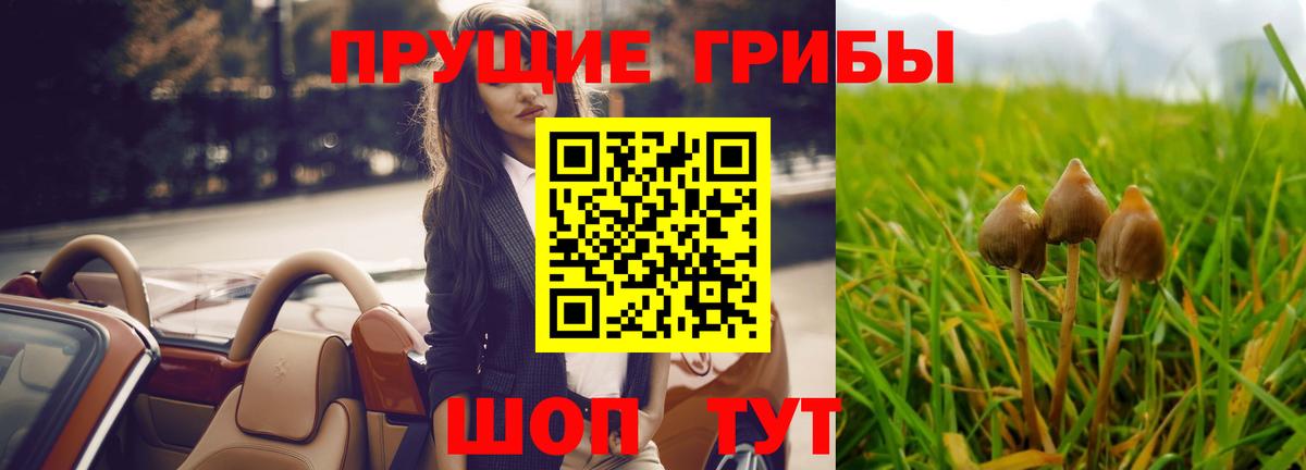 Псилоцибиновые грибы Psilocybe Евпатория